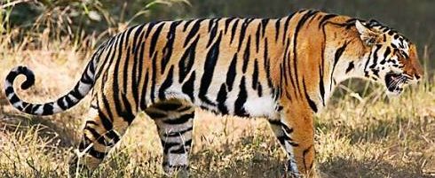 tiger